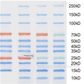 ED110Western Blot预染蛋白Ladder