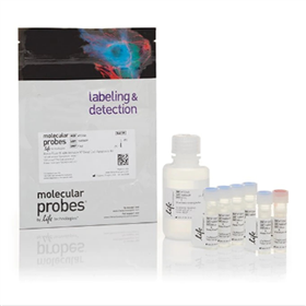 V13245Invitrogen™ Dead Cell Apoptosis Kit