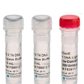 97065-204NxGen™ T4 DNA Ligase