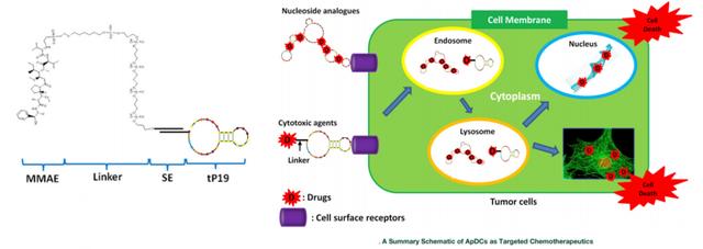 来源：Molecular Therapy: Nucleic Acids