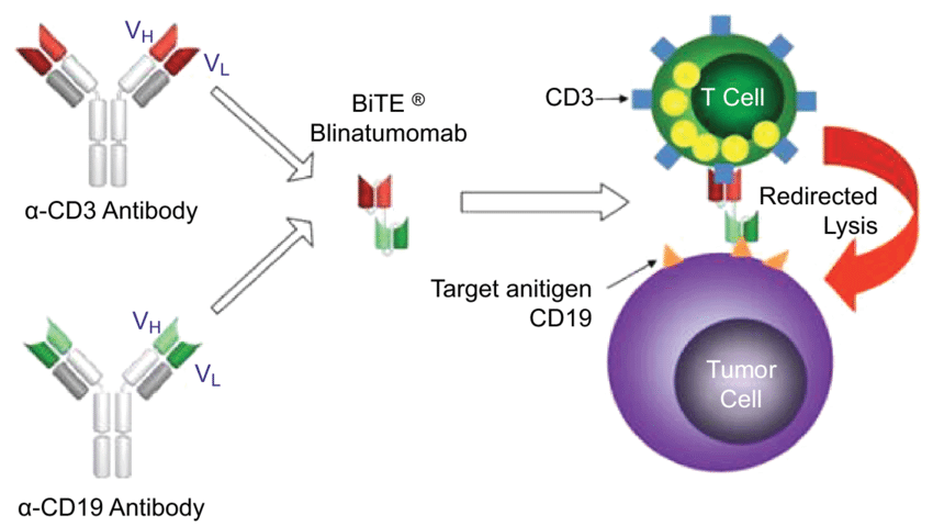 blinatumomab 的作用机制