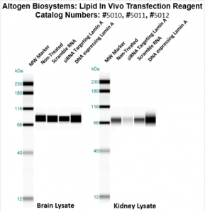 Altogen-Lipid-InVivo-转染试剂盒-目录-5012-1