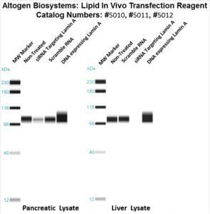 Altogen-Lipid-InVivo-转染试剂盒-目录-5012-2