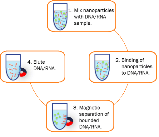 MagVigen DNA 纯化工作流程