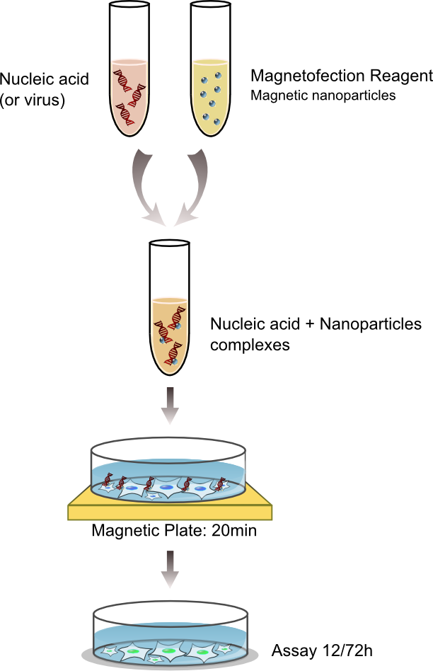 OZ Biosciences 的磁转染方法