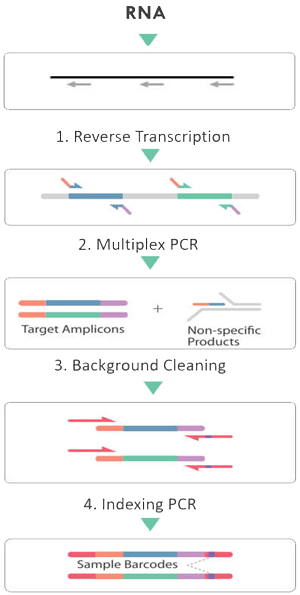 cleanplex RNA 靶标富集文库制备工作流程