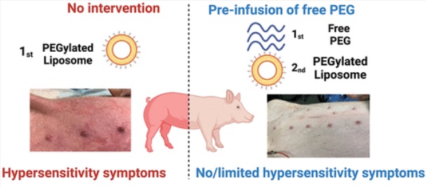 Swine Model For CARPA