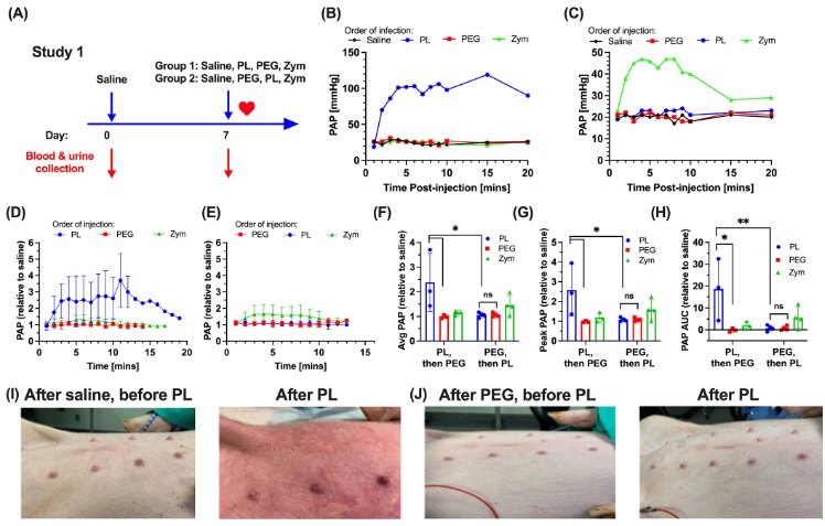 Evaluate the effectiveness of PEG intervention against allergic reactions by monitoring hemodynamic changes. 