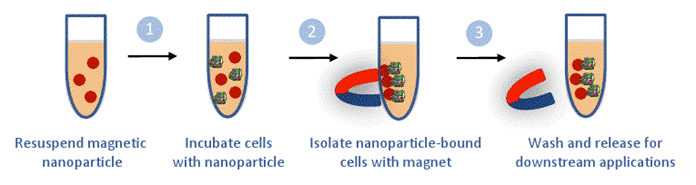 MyQuVigen™ – anti-mouse IgG, emi 635 nm