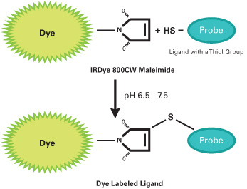 IRDye 800CW 马来酰亚胺与硫醇基团反应