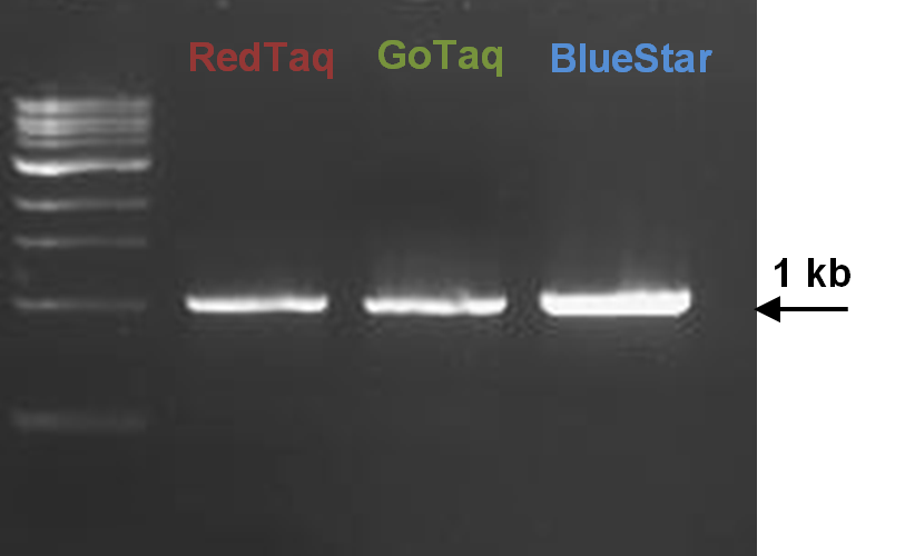 2X BlueStarPCR Master Mix.png