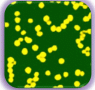 Gold Nanoparticles in Toluene, 0.01% Au