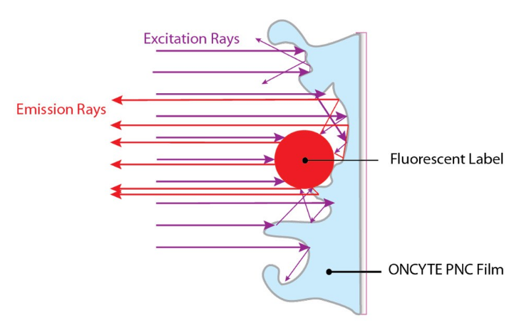 ONCYTE® Film slides