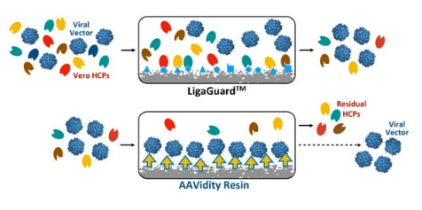 AAVidity——LigaTrap AAVidity Loose Resin