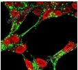 荧光素标记葡聚糖Dextran, Fluorescein labeled