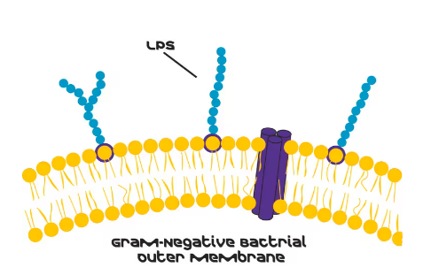 脂多糖 来源于大肠杆菌 055:B5