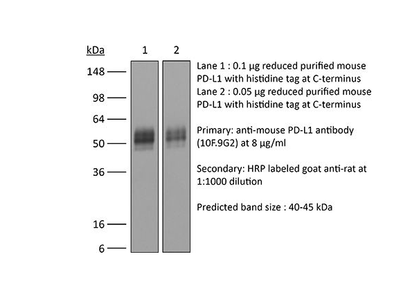 bioxcell抗体：MAb anti-mouse PD-L1 (B7-H1)