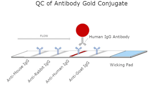 Conjugation QC Lateral Flow Dipstick Kit