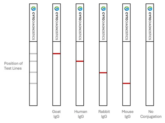 Conjugation QC Lateral Flow Dipstick Kit