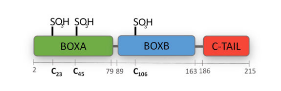 Terminally oxidized HMGB1