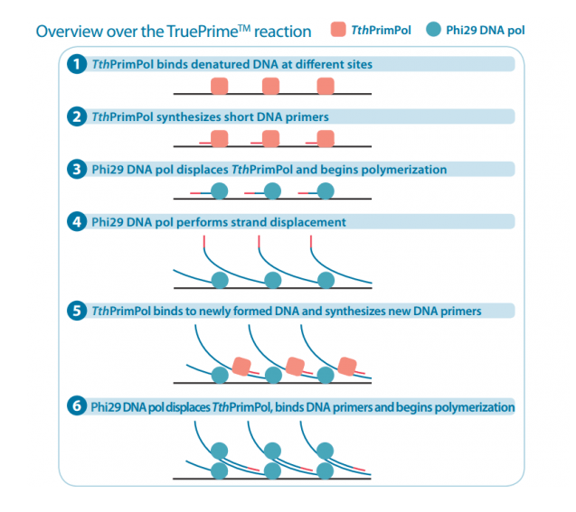 4BB™ TruePrime® Whole Genome Amplification (WGA) Kit