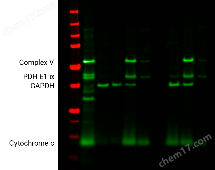 IRDye<sup>®</sup> 800CW Goat anti-Mouse IgG Secondary Antibody data