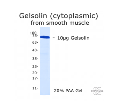 Gelsolin (cytoplasmic, native) 凝溶胶蛋白