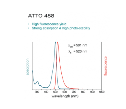 Actin-Toolkit TIRFM (ATTO488-Actin)