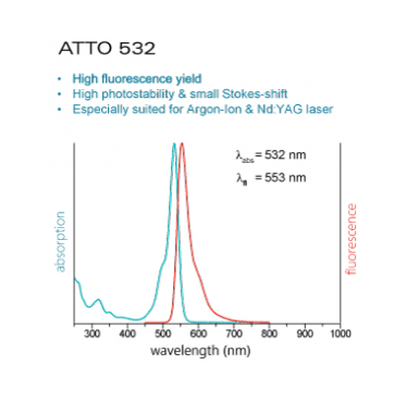 ATTO532-Actin (alpha-Actin skeletal muscle, rabbit)