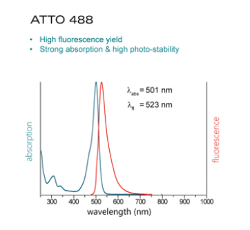 ATTO490LS-Actin