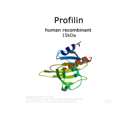 Profilin (human recombinant) - 2x50µg