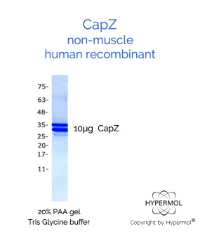 CapZ(非肌肉，重组人)