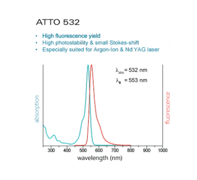 ATTO532-Actin (alpha skeletal muscle actin, rabbit)