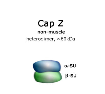 CapZ(非肌肉，重组人)