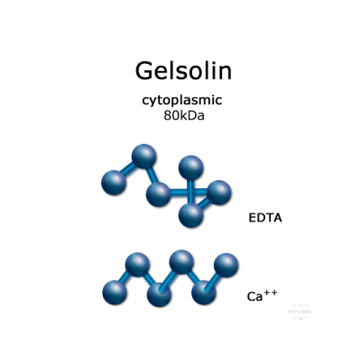 Gelsolin (cytoplasmic, native) 凝溶胶蛋白