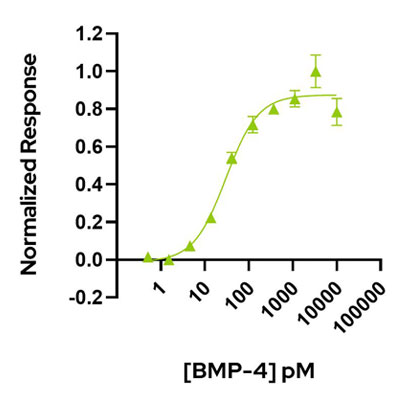 Recombinant human BMP-4 protein