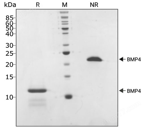 Recombinant human BMP-4 protein