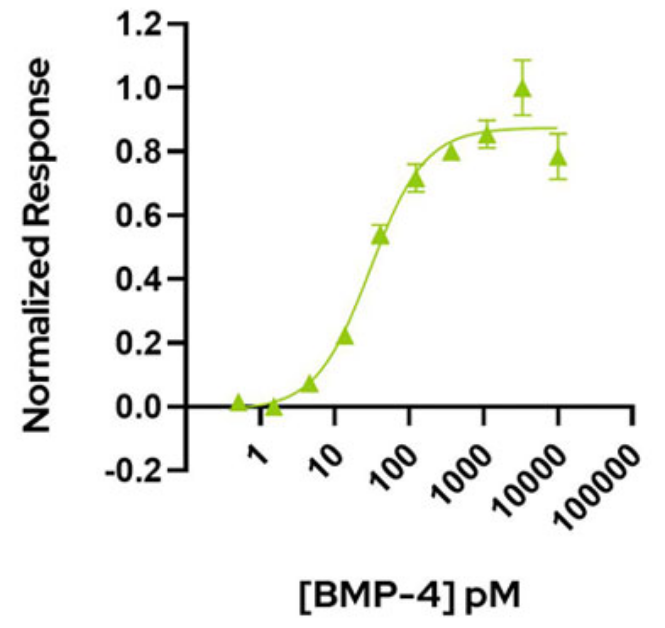 Recombinant human BMP-4 protein