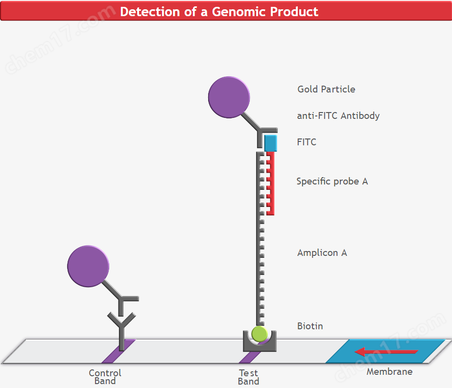 杂交检测-通用横向流动分析试剂盒