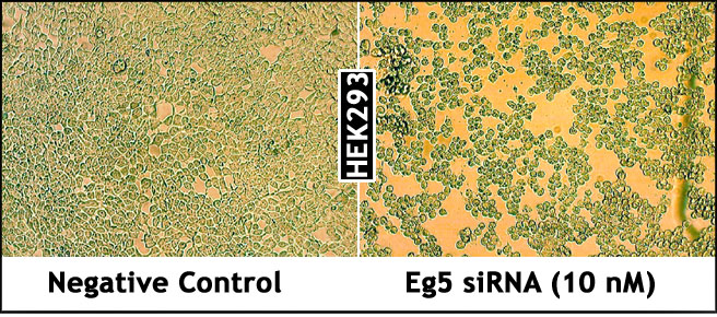 GenMute™ siRNA Transfection Reagent