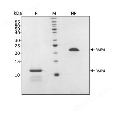 Recombinant human BMP-4 protein