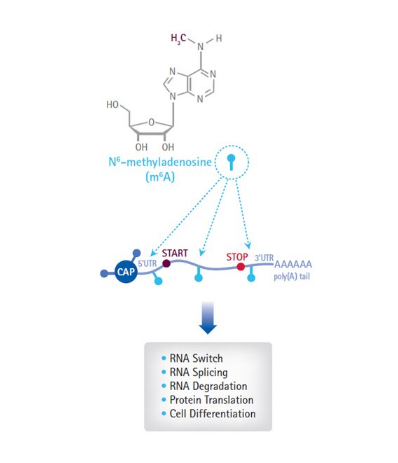 merck ：Magna MeRIP m6A Kit