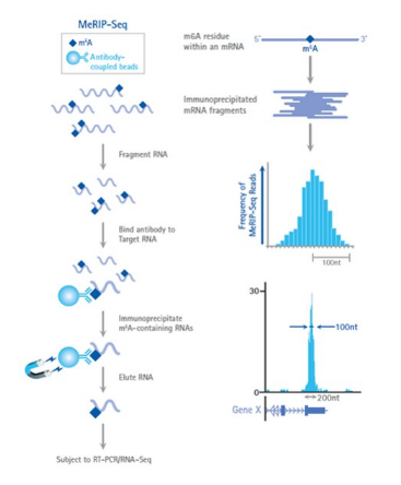 merck ：Magna MeRIP m6A Kit