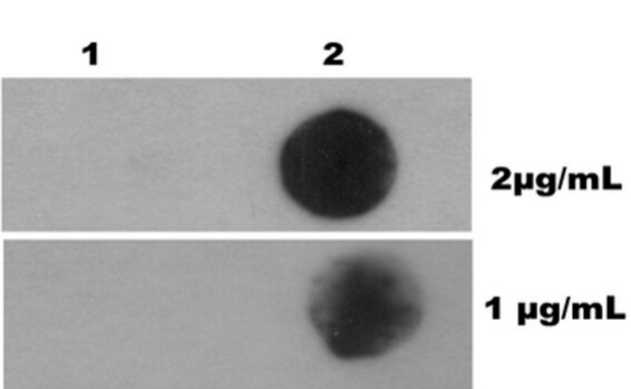 merck ：Magna MeRIP m6A Kit