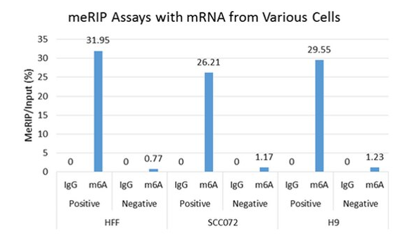 merck ：Magna MeRIP m6A Kit