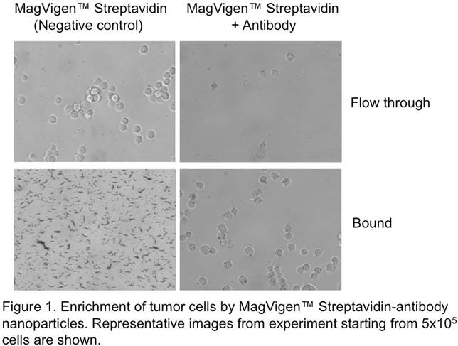 MagVigen™ Streptavidin Conjugates Kit