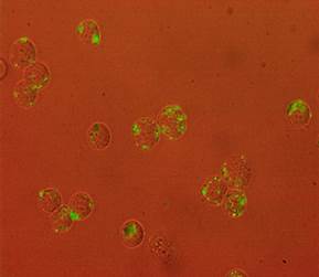 MyQuVigen™ – Streptavidin, emi 635 nm