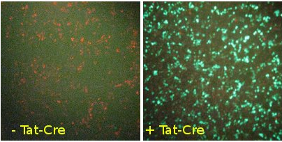 Cre Recombinase, TAT-Cre (Tat-NLS-Cre, HTNC, HTNCre)