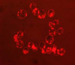 MyQuVigen™ – Streptavidin, emi 635 nm