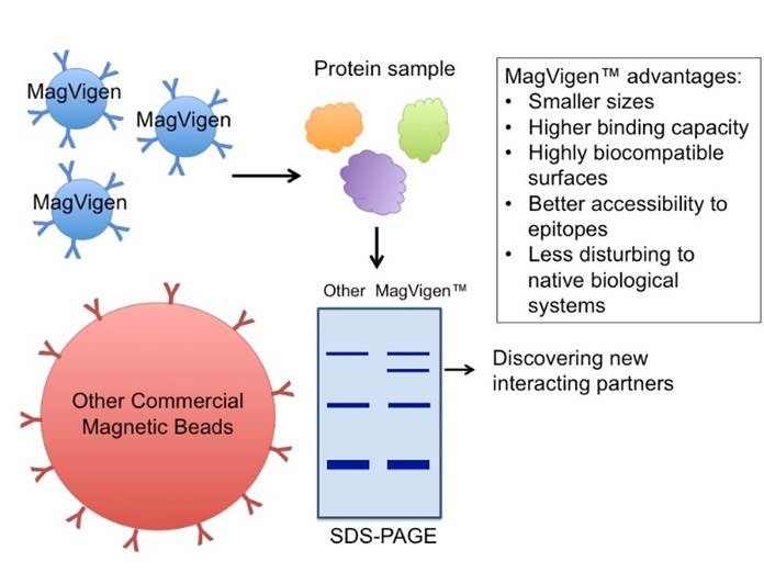 MagVigen™ Streptavidin Conjugates Kit